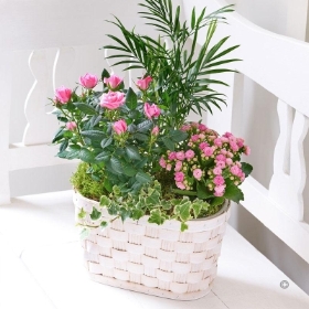 Mixed Planted Basket